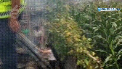 DƬ